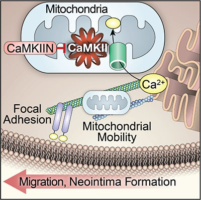 mitochondrial mobility